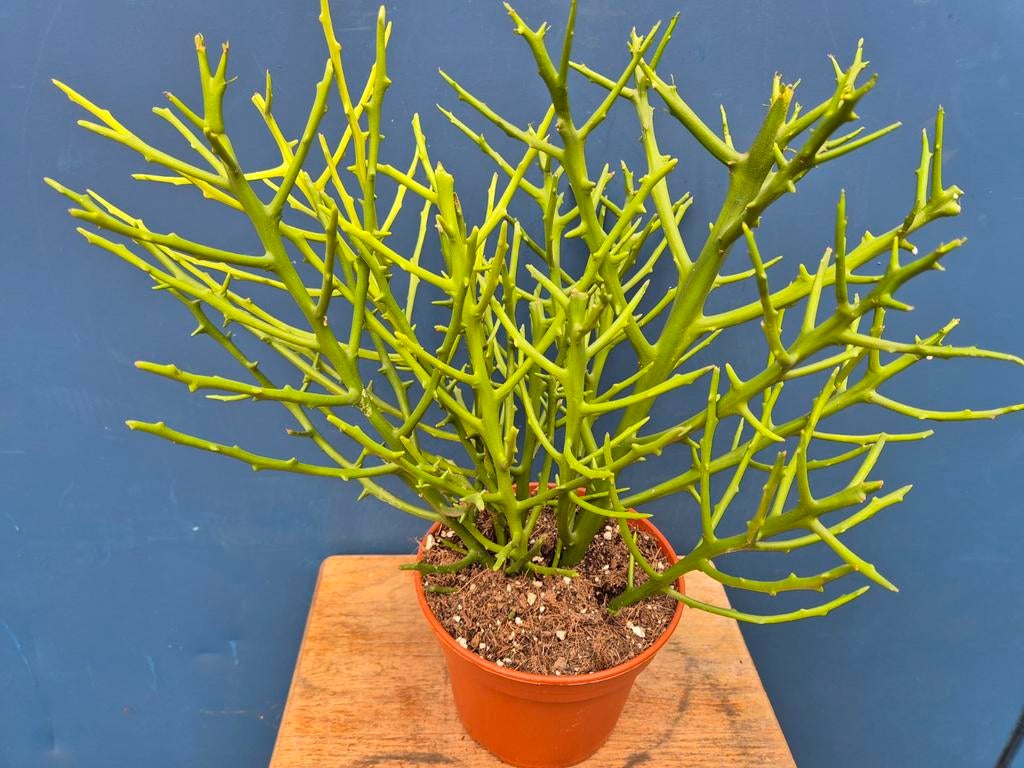 BIO Euphorbia x Lambinoniana p15 (1)