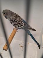 blackface d.blauw ef antraciet 2 mannen, Mannelijk, Parkiet, Geringd