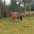 Lieve knappe A-welsh merrie, Merrie