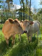 Vleespakketten blonde d’aquitaine, Ophalen