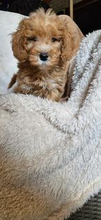 Maktipoo pups, Overige rassen, 8 tot 15 weken, Meerdere, Meerdere dieren