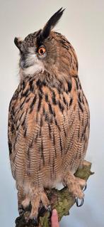Opgezette vrouwelijke Oehoe (Uil /Bubo Bubo), Ophalen, Nieuw, Vogel, Opgezet dier