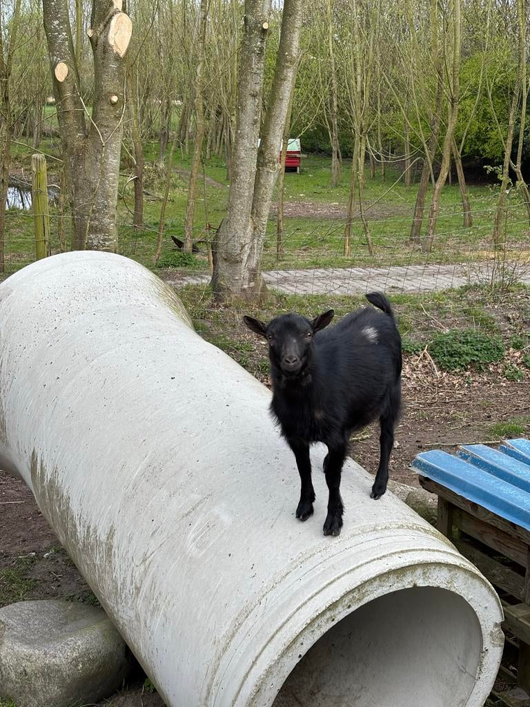 Bok te koop 2 jaar oud, Dieren en Toebehoren, Mannelijk, Geit, 0 tot 2 jaar