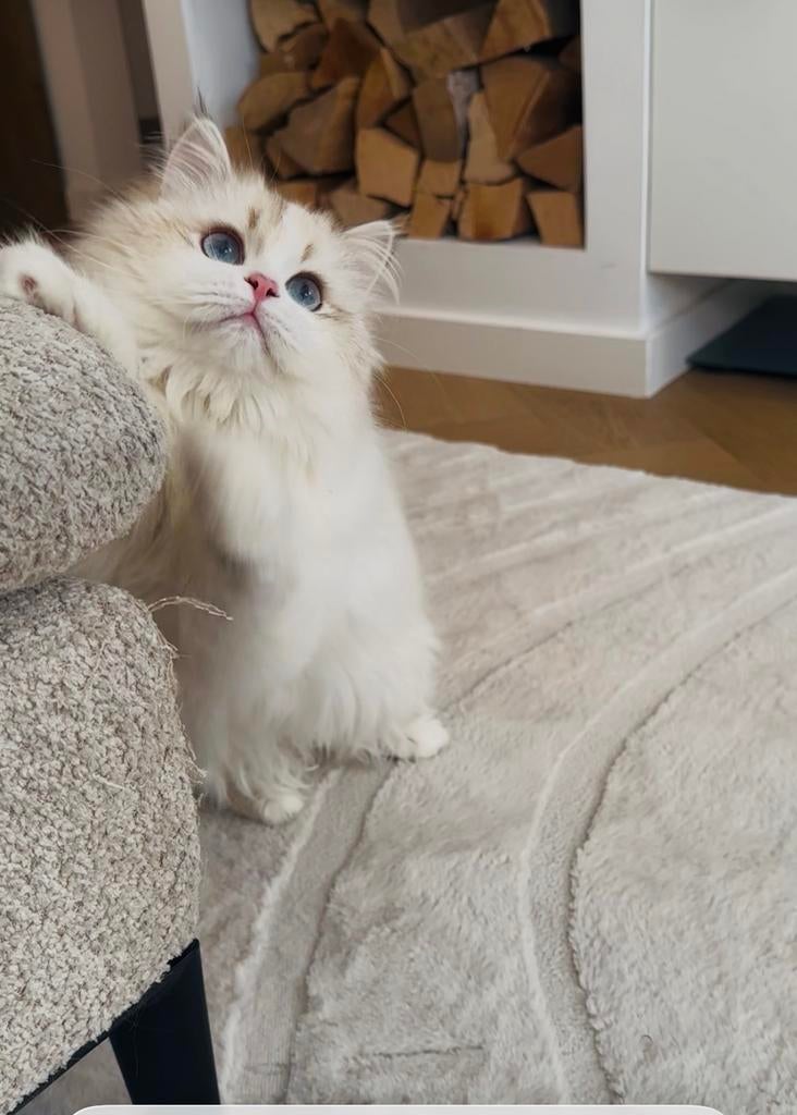 Prachtige Britse langhaar kitten NY 1133, Dieren en Toebehoren, Katten en Kittens | Raskatten | Langhaar, Kater, Gechipt, 0 tot 2 jaar