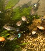 Guppen, Vis, Zoetwatervis