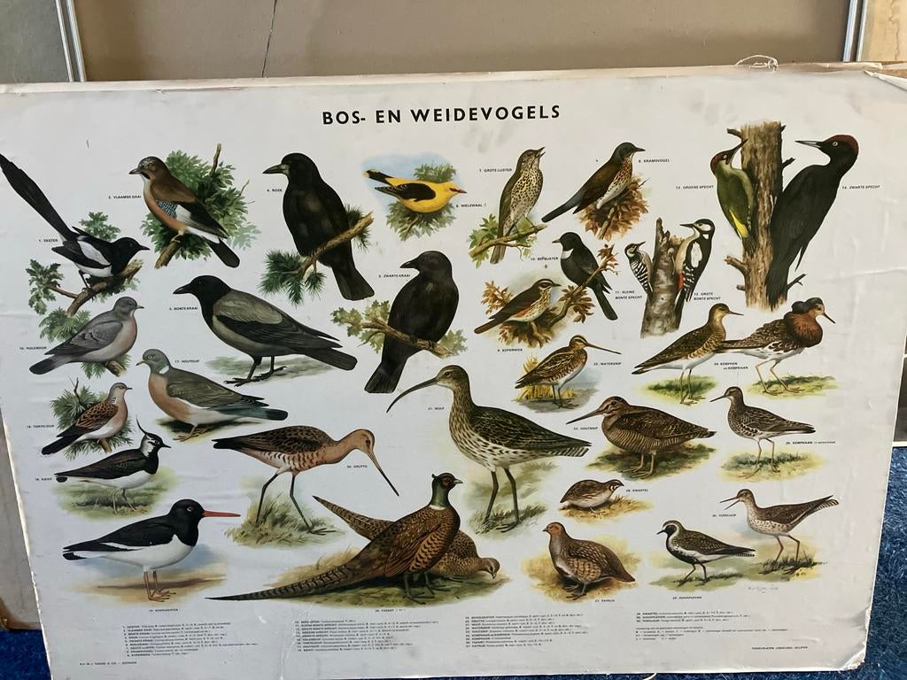 Vintage educatieve plaat: Bos- en Weidevogels, Ophalen, Gebruikt, Vogel, Overige typen