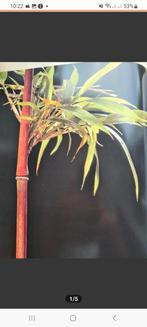 Semiarundinaria yashadake - Elegante Bamboe, Tuin en Terras, Planten | Tuinplanten, Ophalen, Bloeit niet, Overige soorten, Halfschaduw