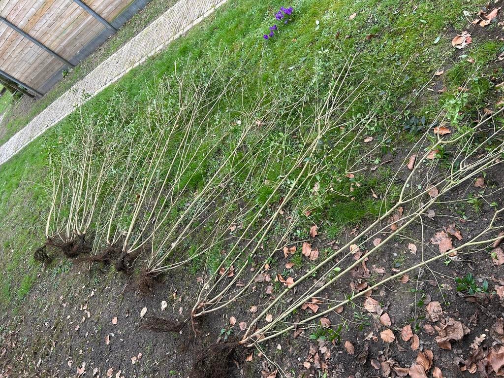 Liguster heg struiken, Tuin en Terras, Planten | Struiken en Hagen, Ophalen, Buxus, 100 tot 250 cm
