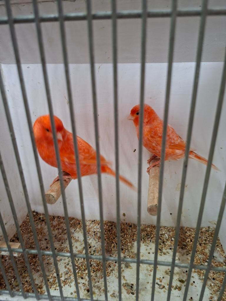 Nog 1 koppel rode kanaries, Dieren en Toebehoren, Vogels | Kanaries, Meerdere dieren, Kleurkanarie