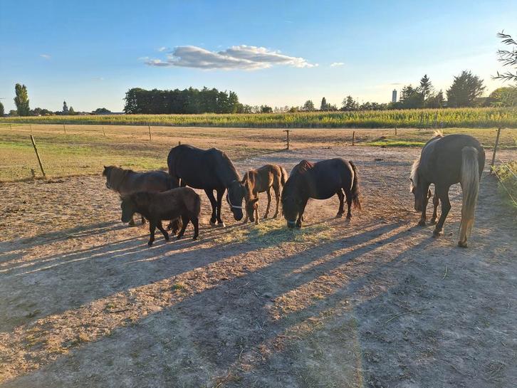 Verzorgpony's / paard, aangeboden, Dieren en Toebehoren, Paarden en Pony's | Overige Paardenspullen, Overige soorten, Ophalen