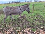 Hele lieve ezelin., Dieren en Toebehoren, Overige Dieren, Januari, Vrouwelijk