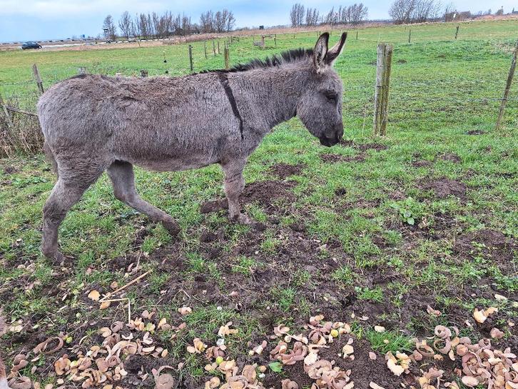 Hele lieve ezelin., Dieren en Toebehoren, Overige Dieren, Vrouwelijk, Januari