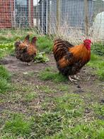 Goud zwartgezoomd Orpington broedeieren te koop, Geslacht onbekend, Kip