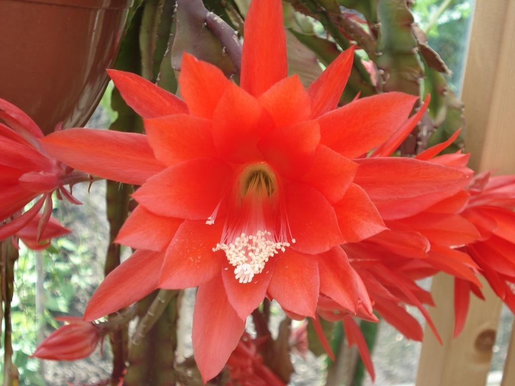 epiphyllum cactus albatros gewortelde stekken, Huis en Inrichting, Kamerplanten, Minder dan 100 cm, Bloeiende kamerplant, Halfschaduw