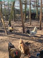 Araucana, Dieren en Toebehoren, Mannelijk, Kip