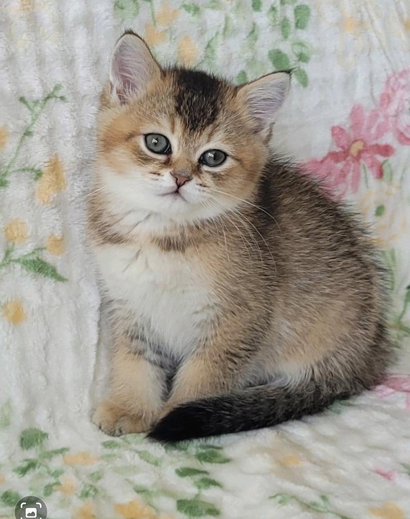 LET OP Raszuivere kittens!, Kater