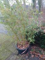 Grote Kuip met Bamboe, Ophalen, Bamboe, 100 tot 250 cm