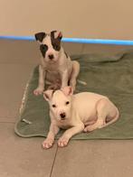 2 Prachtige Reutjes Amerikaanse Stafford x Bully, Dieren en Toebehoren, Honden | Jack Russells en Terriërs, België, Particulier