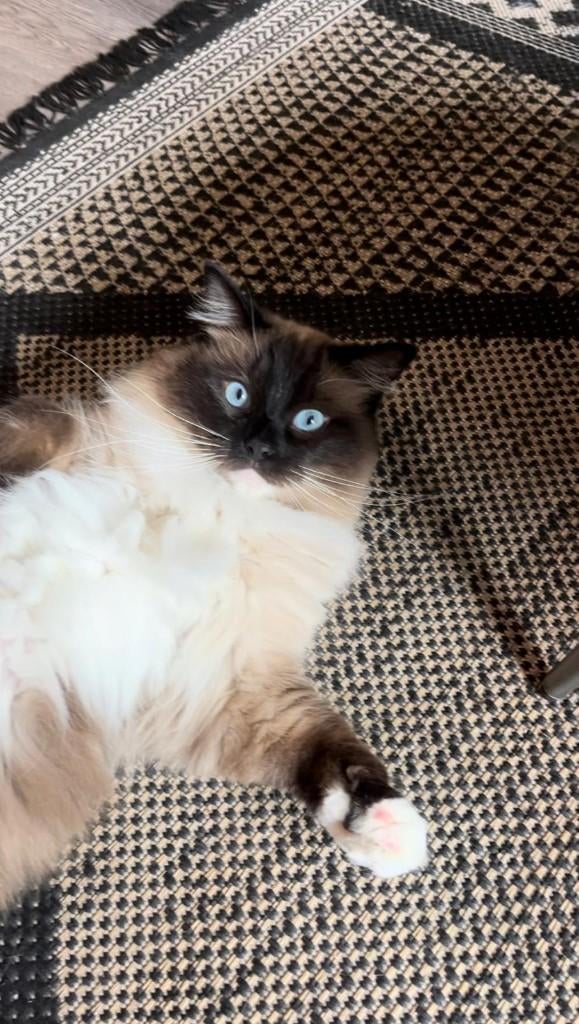 Mooie 4 jarige Ragdoll zoekt nieuw baasje, Dieren en Toebehoren, Kater, Gechipt, 3 tot 5 jaar