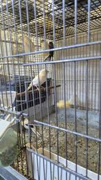 Kanarie de koop, Dieren en Toebehoren, Meerdere dieren