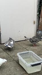 Koppel, Meerdere dieren, Overige soorten