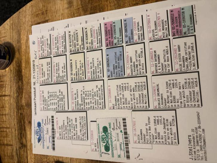 Jonge duiven, Dieren en Toebehoren, Vogels | Duiven, Postduif, Meerdere dieren