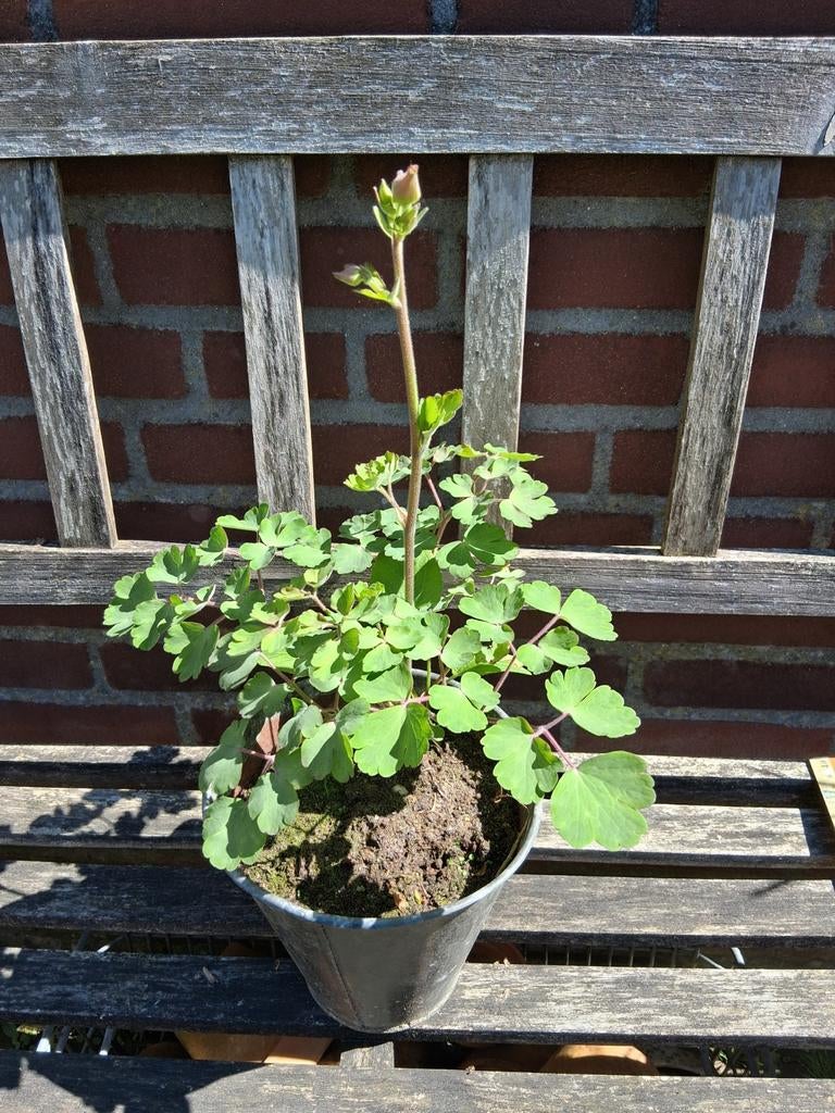 Akelei in zinken pot.   komt snel in bloei, Ophalen of Verzenden, Overige soorten, Volle zon