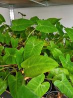 tayerblad , antroewa, caroline reaper etc, Volle zon, Groenteplanten, Eenjarig, Ophalen of Verzenden