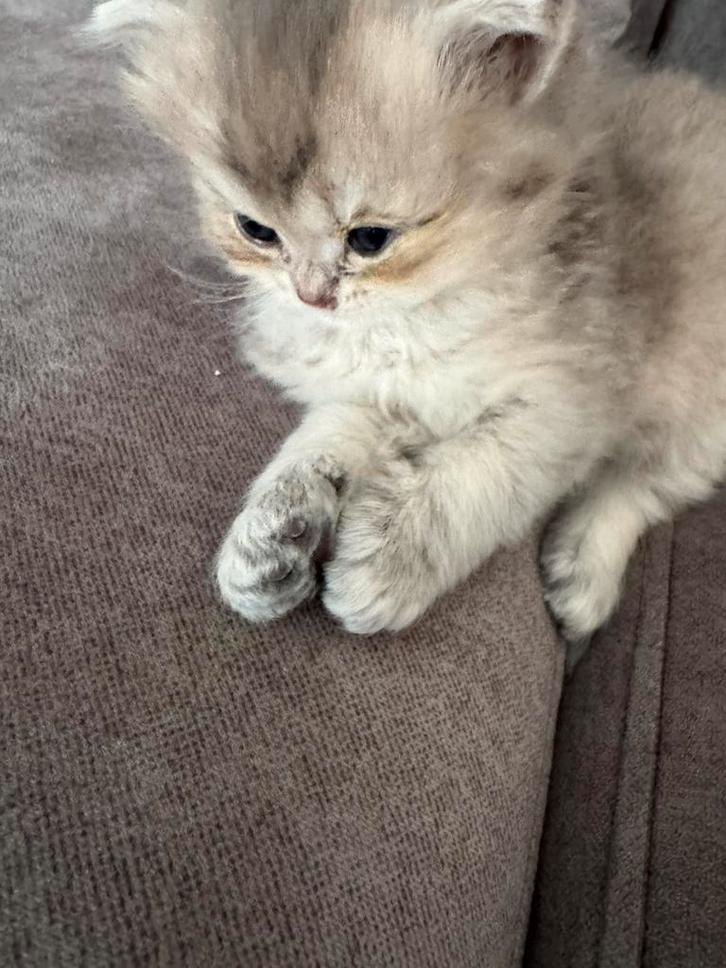 Britse korthaar mannetje!, Dieren en Toebehoren, Katten en Kittens | Raskatten | Korthaar, Meerdere dieren, Met stamboom