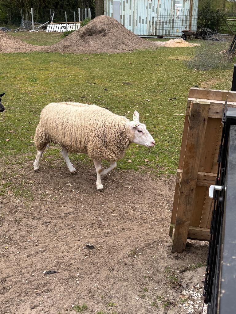 Mooie texelaar ooi, Dieren en Toebehoren, Vrouwelijk, Schaap, 3 tot 5 jaar