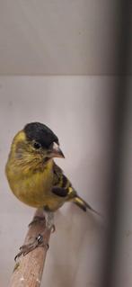 2-1 Baardsijsen en 2-2 zwartkop sijsen zitten in buiten voli