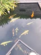 Koi tussen de 30 en 70 cm, Dieren en Toebehoren, Karper of Koi