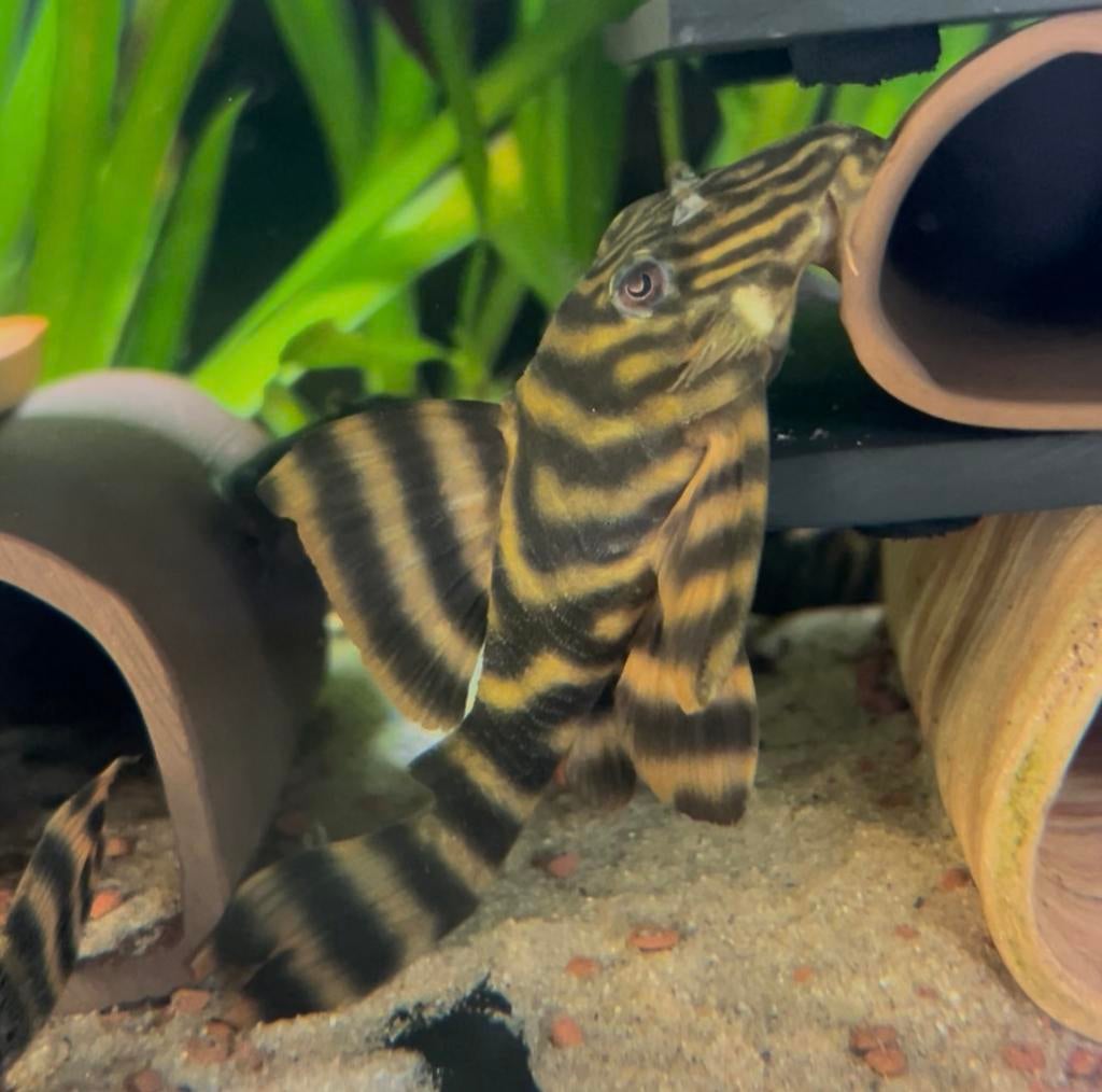 L398 Panaqolus volwassen vrouw