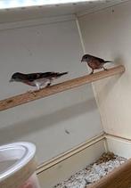 Kapoetsijzen, Dieren en Toebehoren, Vrouwelijk, Wildzangvogel, Geringd