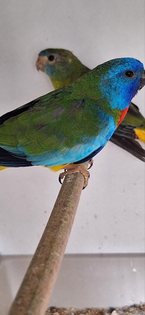 Splendid en elegant man, Dieren en Toebehoren, Mannelijk, Parkiet