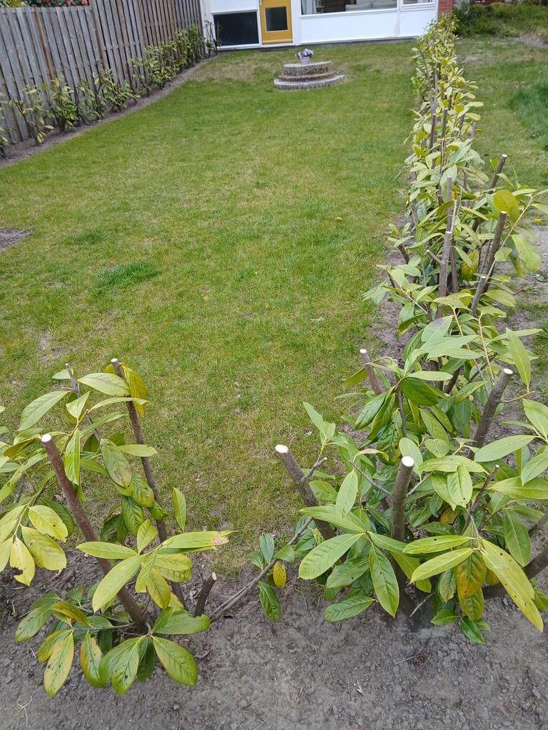 Laurier Novita  58 stuks, Tuin en Terras, Planten | Struiken en Hagen, Ophalen, Laurier, Haag, 100 tot 250 cm