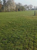 Te huur Hooi land of weide voor 1 paard of pony