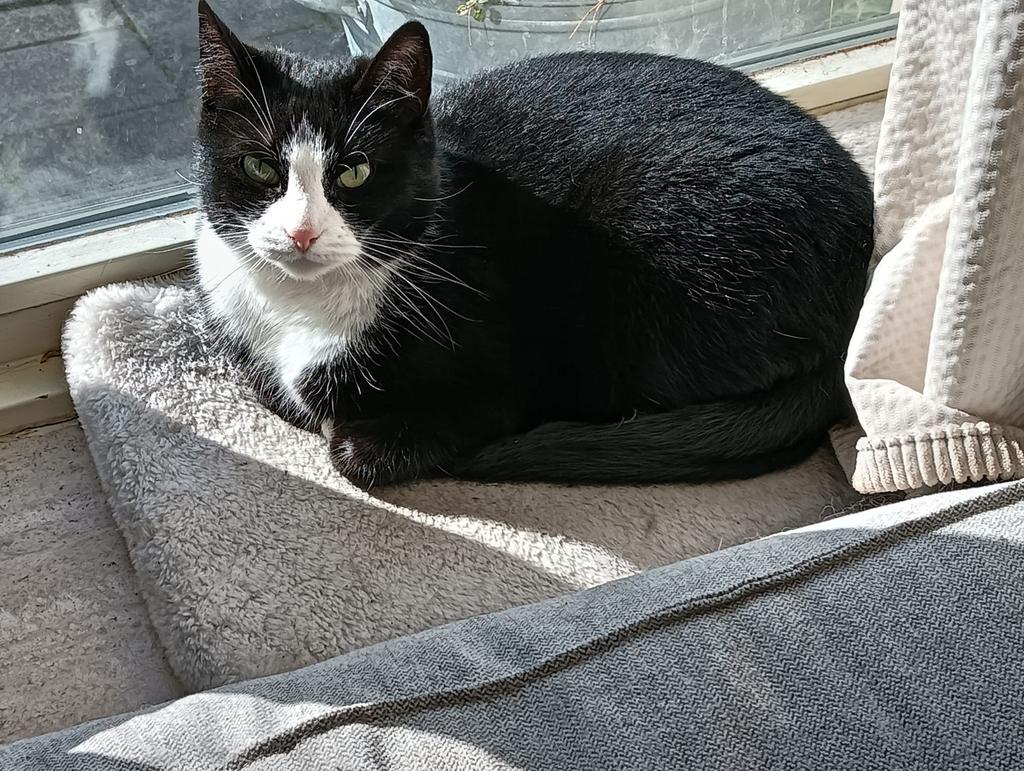 Evi zoekt een liefdevol thuis!, Dieren en Toebehoren, Katten en Kittens | Overige Katten, Meerdere dieren, Kortharig, 6 jaar of ouder