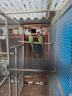 Super groot koppel derbyanparkiet, Meerdere dieren, Parkiet