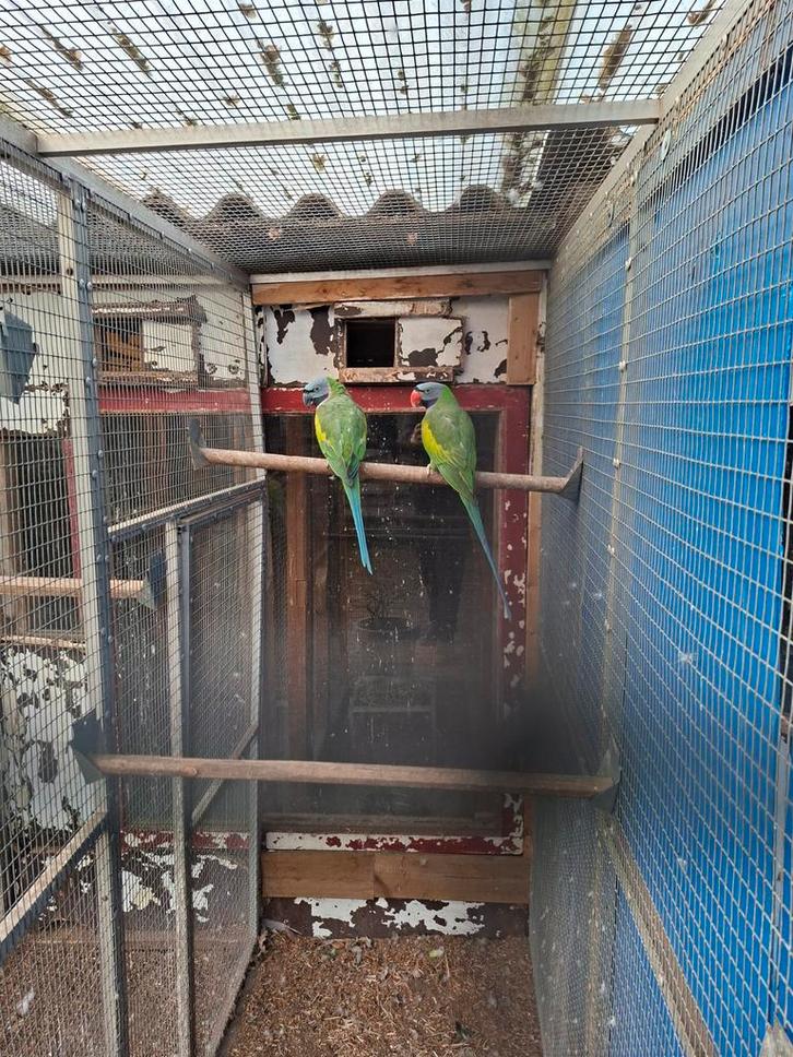 Super groot koppel derbyanparkiet, Dieren en Toebehoren, Vogels | Parkieten en Papegaaien, Parkiet, Meerdere dieren