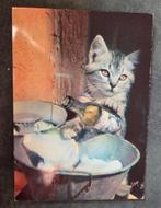 Poes bij prullenbak, Verzenden, 1980 tot heden, Ongelopen, Hond of Kat