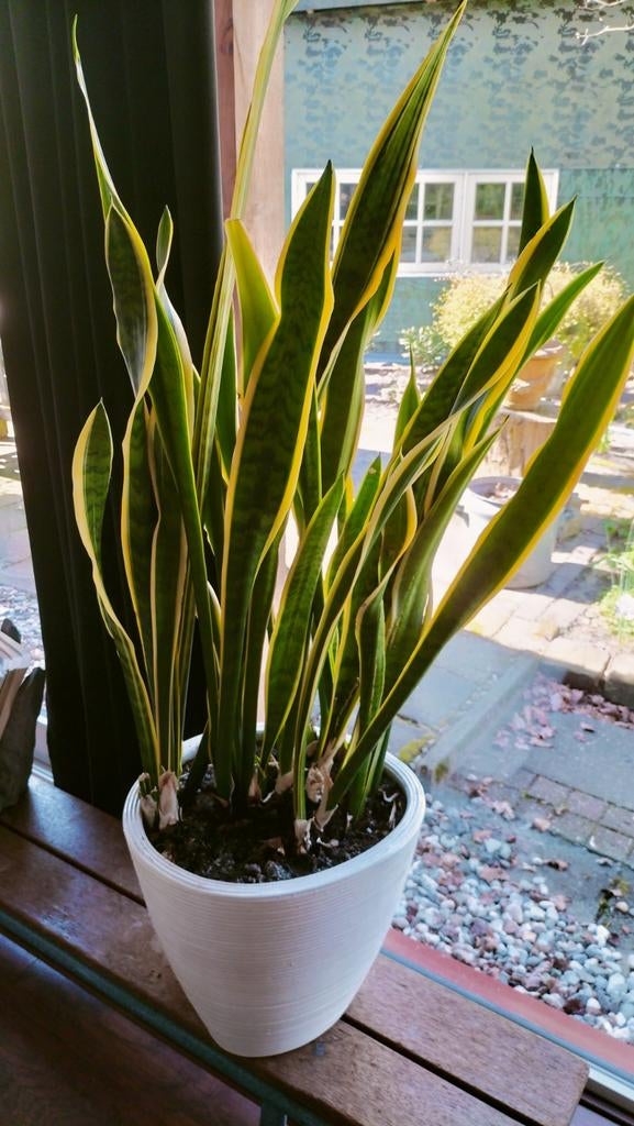 Sansevieria plant ., Huis en Inrichting, Kamerplanten, Ophalen of Verzenden, Halfschaduw, Minder dan 100 cm