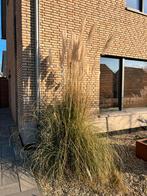 Grote witte pampas, Ophalen of Verzenden, Volle zon, Overige soorten, 100 tot 250 cm