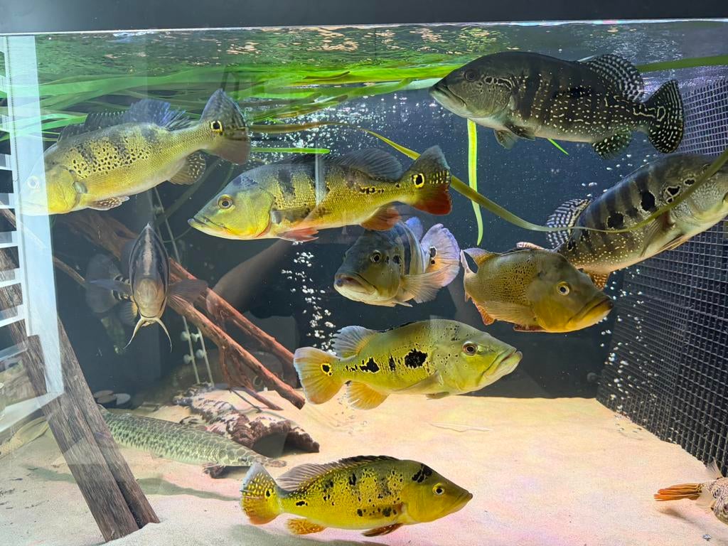 Chicla’s kelberi,spider,blue azul,royal silk, Dieren en Toebehoren, Vis, Zoetwatervis