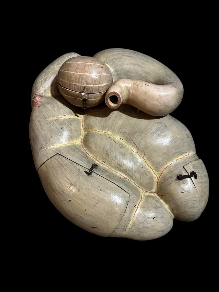 Schoolmodel Anatomisch model  maag gips antiek dierenarts, Verzenden