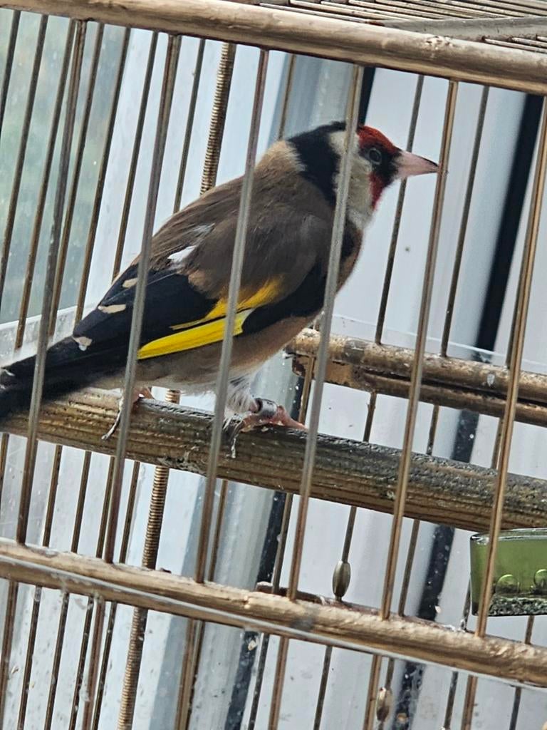 Parva putter man, Dieren en Toebehoren, Vogels | Overige Vogels, Mannelijk, Wildzangvogel, Geringd