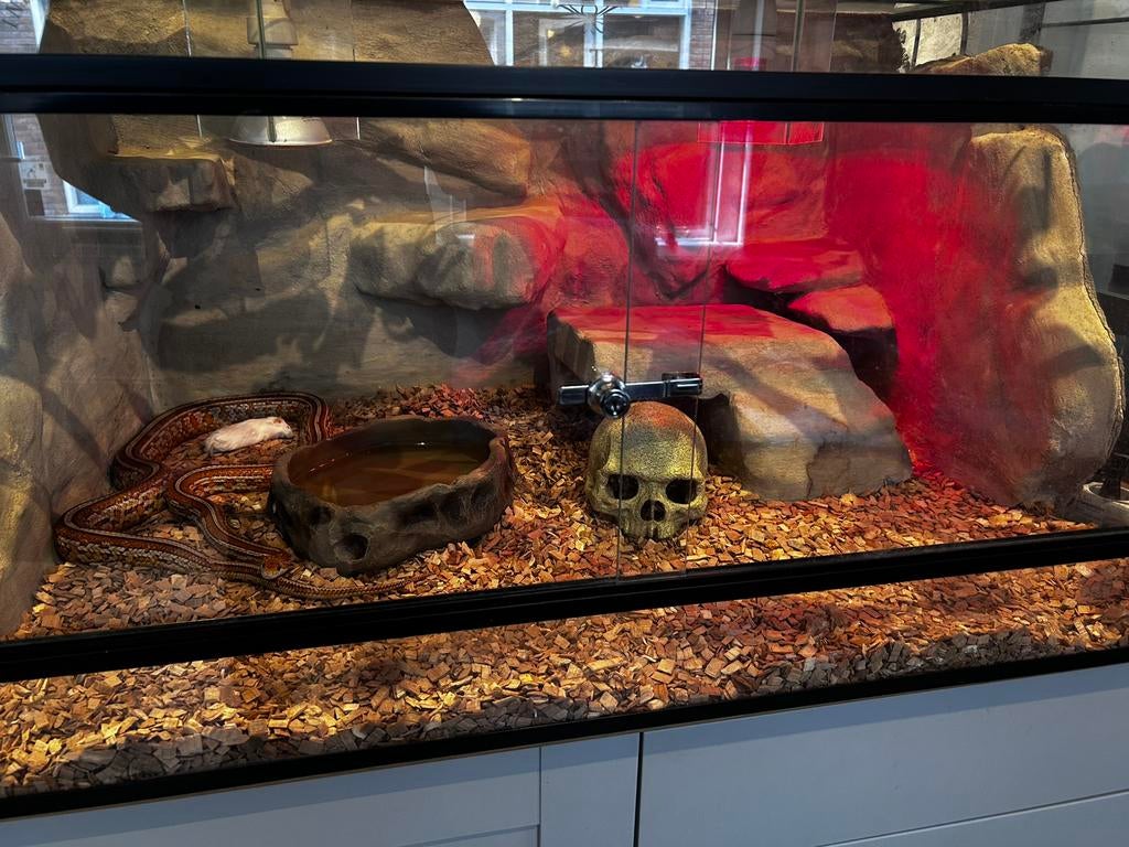 Rattenslang man inclusief terrarium., Dieren en Toebehoren, Reptielen en Amfibieën | Toebehoren, Ophalen, Gebruikt, Terrarium of Paludarium