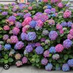 GEZOCHT gratis hortensia's, Ophalen, Overige soorten, Halfschaduw