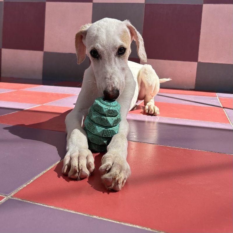 ACE: Siraco zoekt een warme, veilige thuis, Particulier, 15 weken tot 1 jaar, Reu, Buitenland