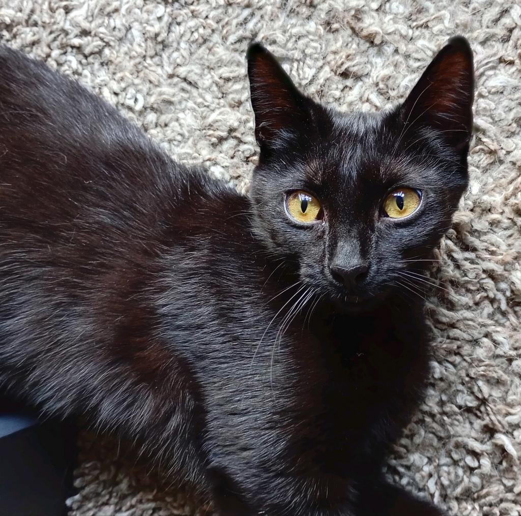 Liefste kitten ( poesje ) ♥️, Poes